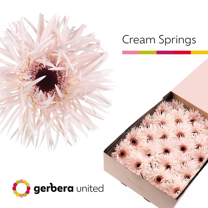 Gerbera Spider Cream Springs Doos