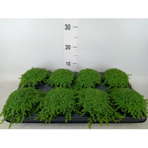 Soleirolia soleirolii   ...green