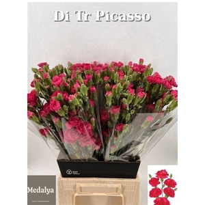 Di Tr Picasso Hot Pink