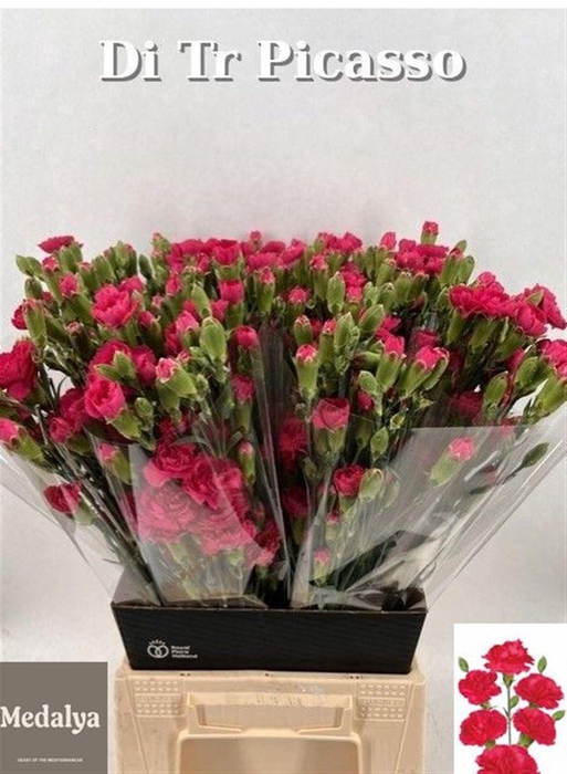 <h4>Di Tr Picasso Hot Pink</h4>