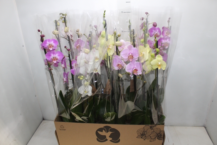 <h4>PHALAENOPSIS P12 2 HT</h4>