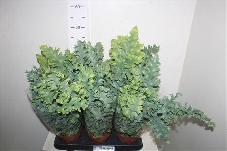 <h4>Phlebo A Davana</h4>