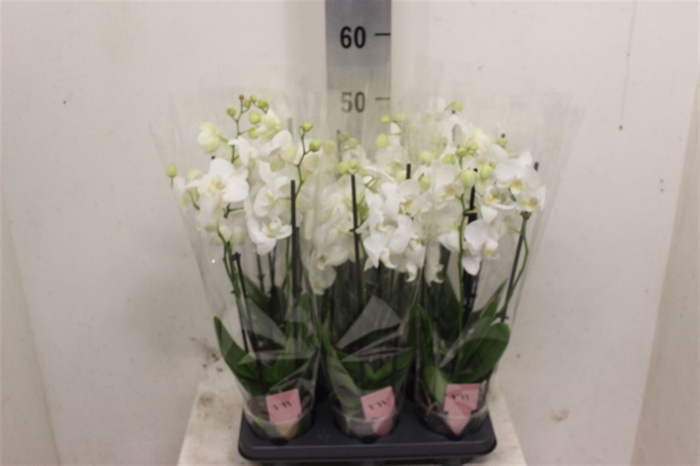 <h4>Phal White 4 Tak</h4>