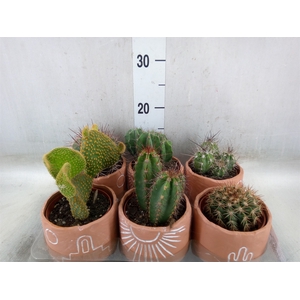 Cactus   ...