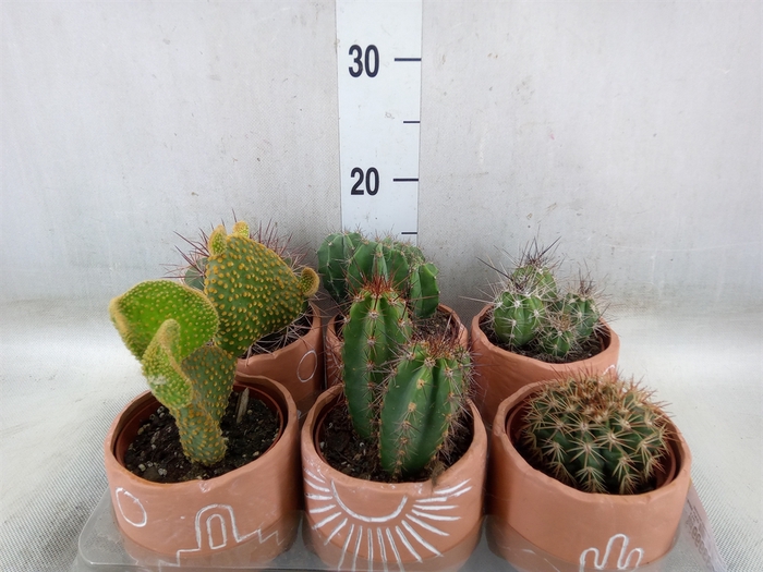 <h4>Cactus   ...</h4>