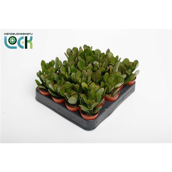 <h4>Crassula Argentea Ovata</h4>