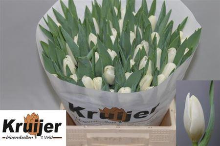 <h4>Tu En Kosmos</h4>