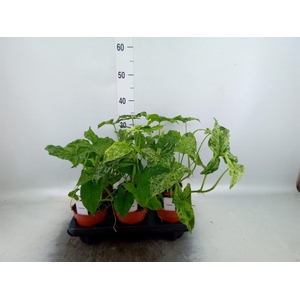 Syngonium ...