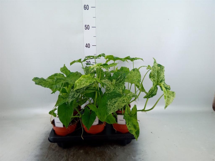 <h4>Syngonium   ...</h4>
