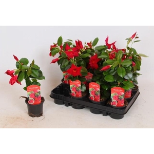 MANDE RIO PETITE RED