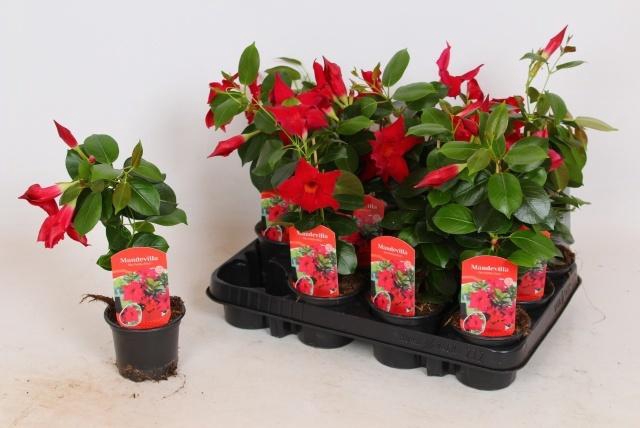 <h4>MANDE RIO PETITE RED</h4>