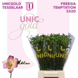 Fr En Temptation X20 Tesselaar