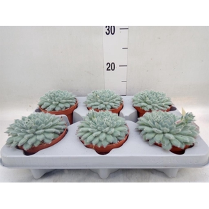 Echeveria setosa