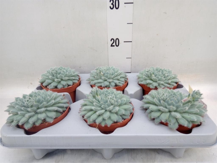 <h4>Echeveria setosa</h4>