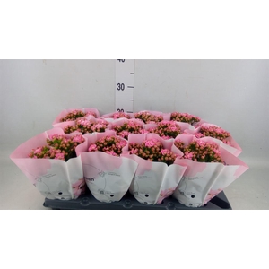 Kalanchoe blos.   ..rosebud