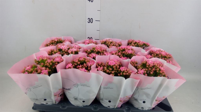 <h4>Kalanchoe blos.   ..rosebud</h4>