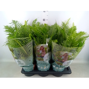 Blechnum gibbum 'Silver Lady'