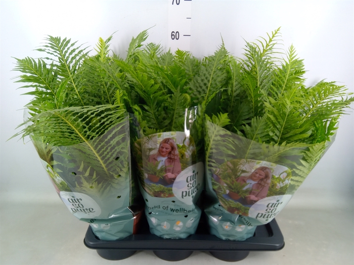<h4>Blechnum gibbum 'Silver Lady'</h4>