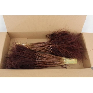 DF Stypha 60cm Bs Choco Brown