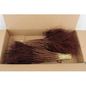 DF Stypha 60cm Bs Choco Brown