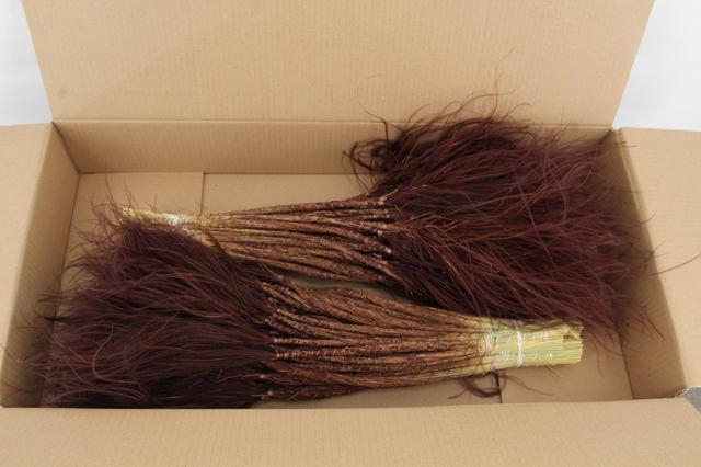 <h4>DF Stypha 60cm Bs Choco Brown</h4>
