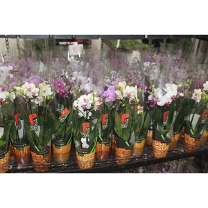 PHALAENOPSIS MINI P09 2 HT