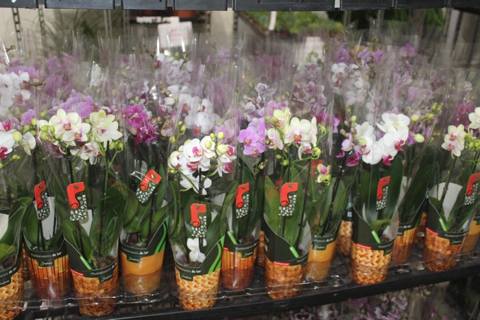 <h4>PHALAENOPSIS MINI P09 2 HT</h4>