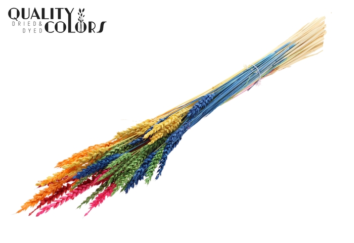 <h4>Triticum per bunch Bleached Rainbow Mix</h4>