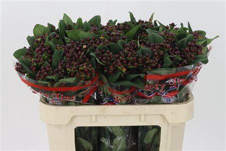 <h4>Hyp Globo Burgundy</h4>