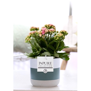 Kalanchoe pink in P&PURE Lauren ceramics