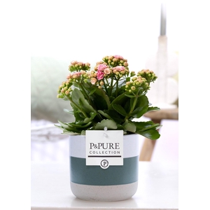 Kalanchoe pink in P&PURE Lauren ceramics