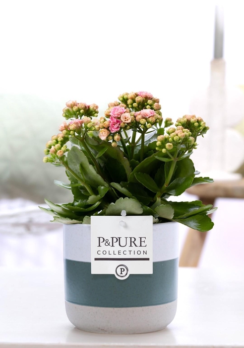 <h4>Kalanchoe pink in P&PURE Lauren ceramics</h4>