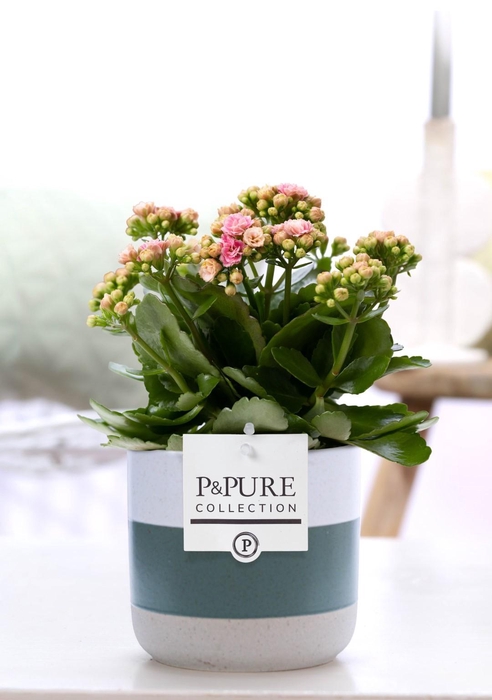 <h4>Kalanchoe pink in P&PURE Lauren ceramics</h4>
