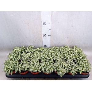 Fittonia  'Mosaic White Forest Fla'