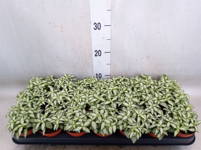 <h4>Fittonia  'Mosaic White Forest Fla'</h4>