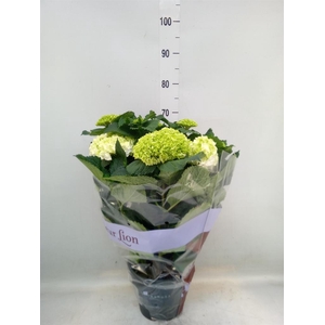 Hydrangea mac. 'Crystal Palace'
