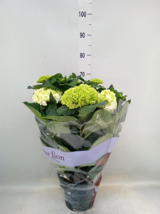 <h4>Hydrangea mac. 'Crystal Palace'</h4>