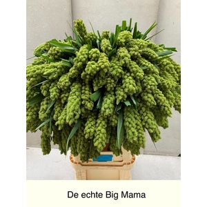 SETARIA IT BIG MAMA