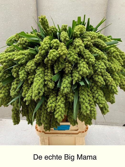 <h4>SETARIA IT BIG MAMA</h4>