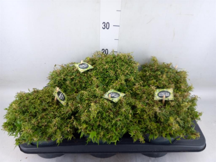 <h4>Hedera   ...</h4>