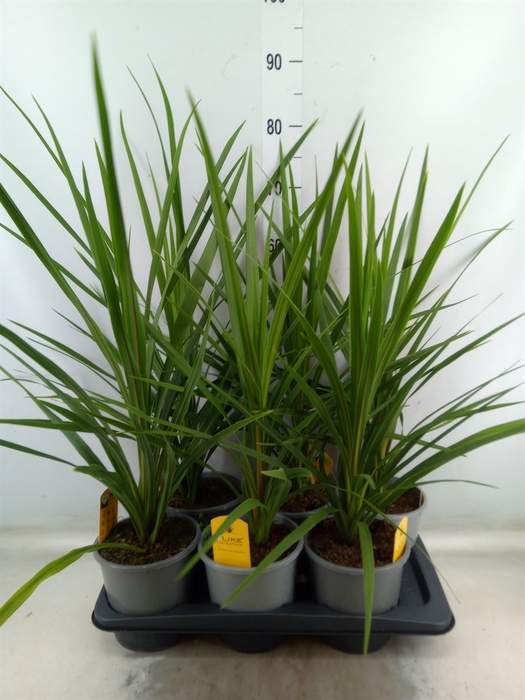 <h4>Cordyline indivisa 'Peko'</h4>