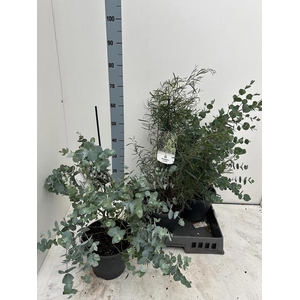 EUCALYPTUS