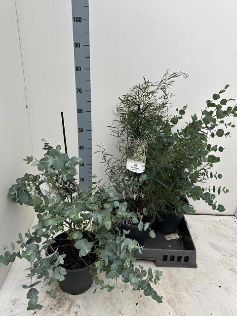 <h4>EUCALYPTUS</h4>