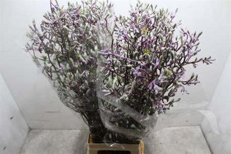 <h4>Anigoz Lilac Queen</h4>