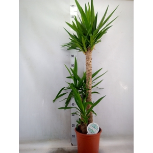 Yucca