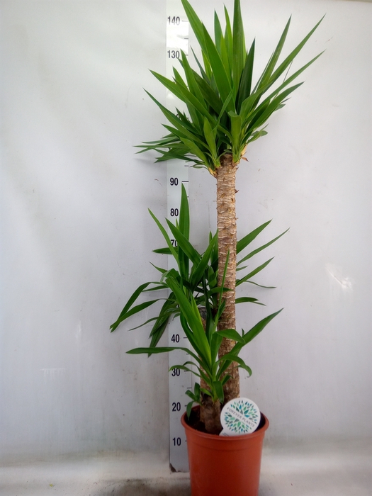 <h4>Yucca</h4>