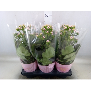 Kalanchoe blos. 'Feminine Pink'