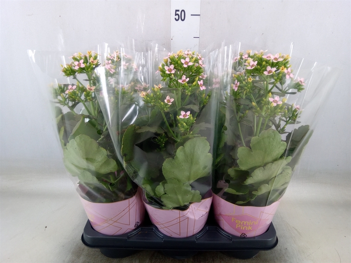 <h4>Kalanchoe blos. 'Feminine Pink'</h4>