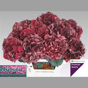 Hydr M Mag D Ruby Cl