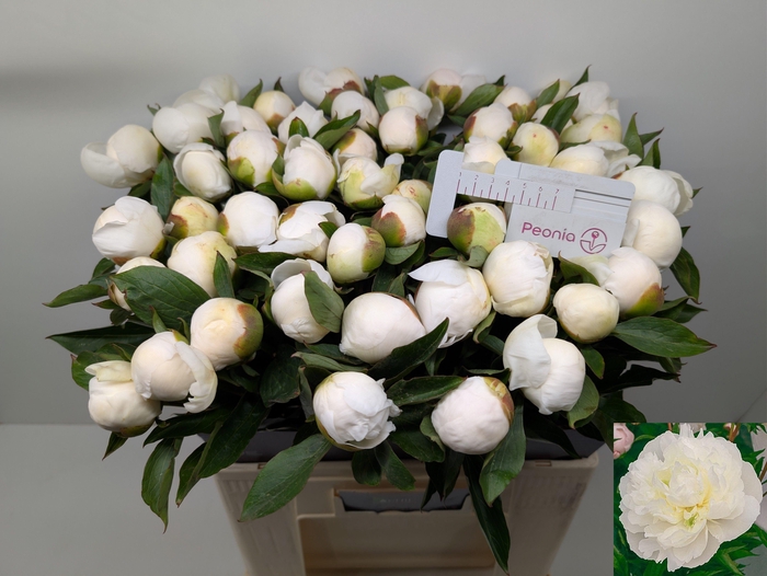 <h4>PAEO L DUCHES D NEMO</h4>